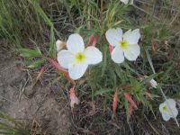 Pale or white-stemmed evening primrose