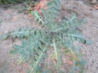 tumble or Jim Hill mustard (<em>Sisymbrium altissimum</em>)