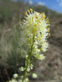 foothill or panicled death-camas (<em>Toxicoscordion paniculatum</em>)