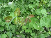 western poison-ivy (<em>Toxicodendron rydbergii</em>)