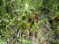 western poison-ivy (<em>Toxicodendron rydbergii</em>)