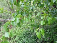 water birch (<em>Betula occidentalis</em>)
