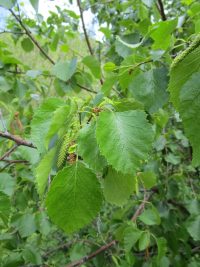 water birch (<em>Betula occidentalis</em>)