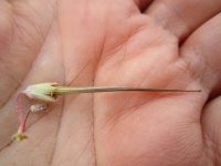 stork- or cranesbill, filaree (<em>Erodium cicutarium</em>)