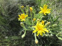 western hawksbeard (<em>Crepis occidentalis</em>)
