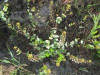 clasping papperweed (<em>Lepidium perfoliatum</em>)