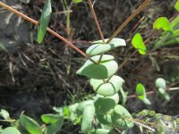 clasping papperweed (<em>Lepidium perfoliatum</em>)