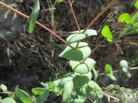 clasping papperweed (<em>Lepidium perfoliatum</em>)