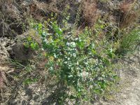clasping papperweed (<em>Lepidium perfoliatum</em>)