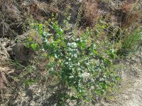 clasping papperweed (<em>Lepidium perfoliatum</em>)