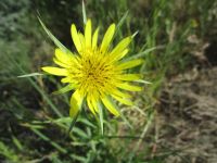 yellow salsify or goat's-beard (<em>Tragopogon dubius</em>)