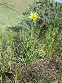yellow salsify or goat's-beard (<em>Tragopogon dubius</em>)