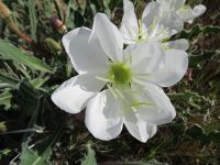 tufted or desert evening-primrose (<em>Oenothera caespitosa ssp. marginata</em>)