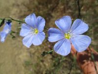 Lewis's flax (<em>Linum lewisii</em>)