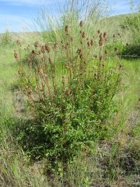 garden burnet  (<em>Poterium sanguisorba var. polygamum</em>)