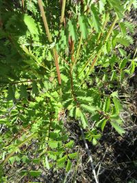 garden burnet  (<em>Poterium sanguisorba var. polygamum</em>)