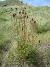 garden burnet  (<em>Poterium sanguisorba var. polygamum</em>)