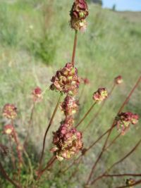 garden burnet  (<em>Poterium sanguisorba var. polygamum</em>)