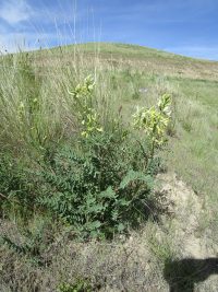 Hermit milkvetch