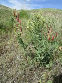 Hermit milkvetch