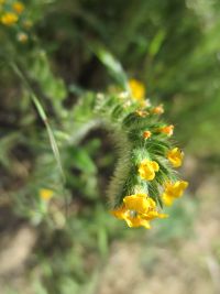 rigid or harvest fiddleneck (<em>Amsinckia retrorsa</em>) Rigid fiddleneck