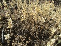 desert alyssum or madwort (<em>Alyssum desertorum</em>)