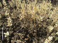 desert alyssum or madwort (<em>Alyssum desertorum</em>)