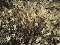 desert alyssum or madwort (<em>Alyssum desertorum</em>)