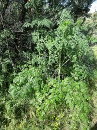 poison-hemlock (<em>Conium maculatum</em>)