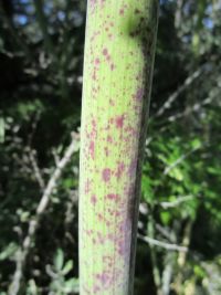 poison-hemlock (<em>Conium maculatum</em>)