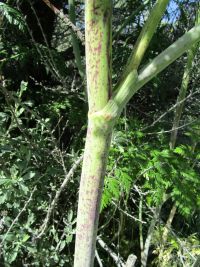 poison-hemlock (<em>Conium maculatum</em>)