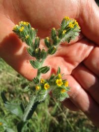 rigid or harvest fiddleneck (<em>Amsinckia retrorsa</em>) Rigid fiddleneck
