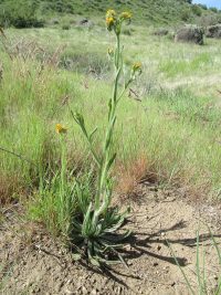 rigid or harvest fiddleneck (<em>Amsinckia retrorsa</em>) Rigid fiddleneck