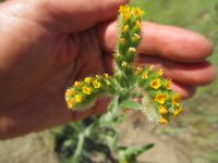rigid or harvest fiddleneck (<em>Amsinckia retrorsa</em>) Rigid fiddleneck