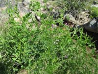 American vetch (<em>Vicia americana</em>)