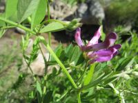 American vetch (<em>Vicia americana</em>)