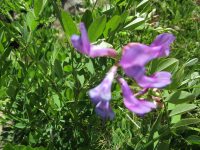 American vetch (<em>Vicia americana</em>)
