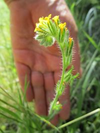 rigid or harvest fiddleneck (<em>Amsinckia retrorsa</em>) Rigid fiddleneck