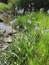 Common camas