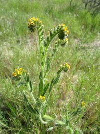 rigid or harvest fiddleneck (<em>Amsinckia retrorsa</em>) Rigid fiddleneck