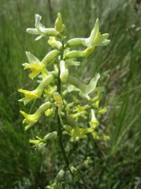Hermit milkvetch