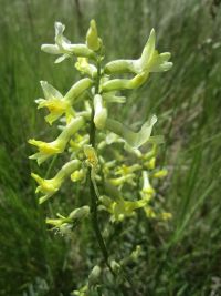 Hermit milkvetch Hermit milkvetch