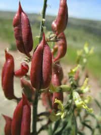 Hermit milkvetch