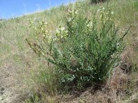 Hermit milkvetch