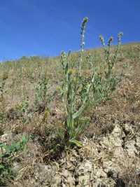 rigid or harvest fiddleneck (<em>Amsinckia retrorsa</em>) Rigid fiddleneck