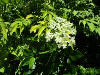 blue elderberry (<em>Sambucus cerulea</em>)