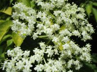 blue elderberry (<em>Sambucus cerulea</em>)
