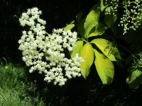 blue elderberry (<em>Sambucus cerulea</em>)