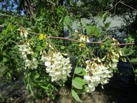 black locust (<em>Robinia pseudoacacia</em>)