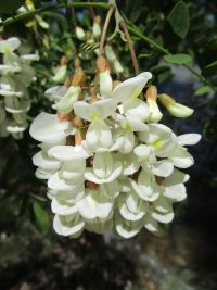 black locust (<em>Robinia pseudoacacia</em>)